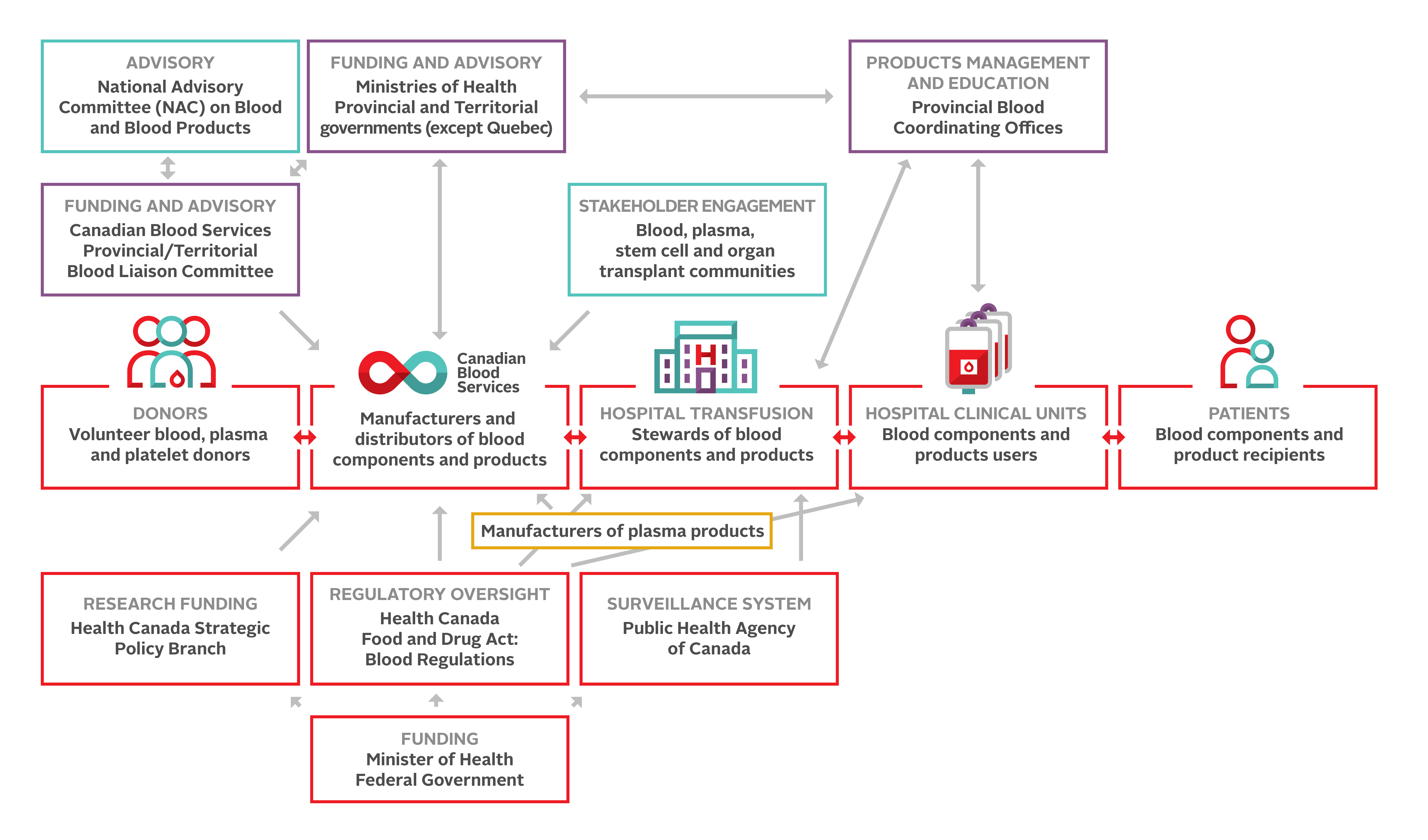 Graphic depicting the interrelationships of the blood system in Canada