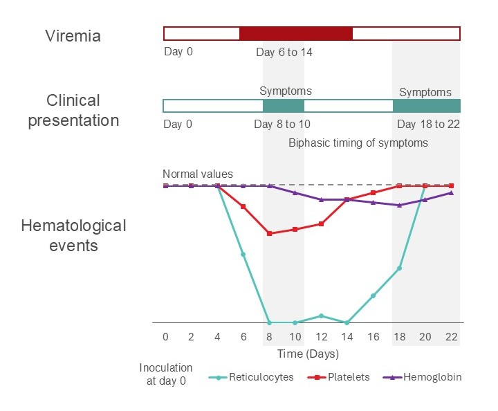 Visual guide to B19 timeline including viremia, clinical presentation, and hematological events. 