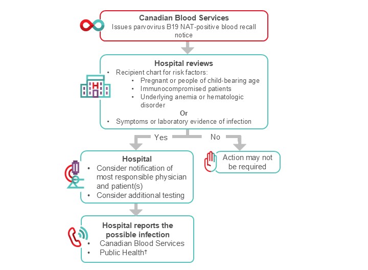 Suggested algorithm for hospital transfusion medicine staff for the management of parvovirus nucleic acid test (NAT) positive recall 