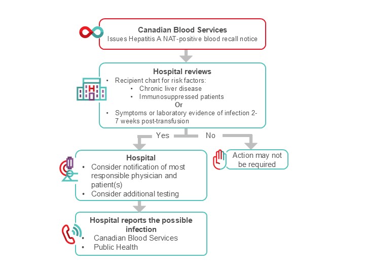 Suggested algorithm for hospital transfusion medicine staff for the management of HAV NAT positive recall