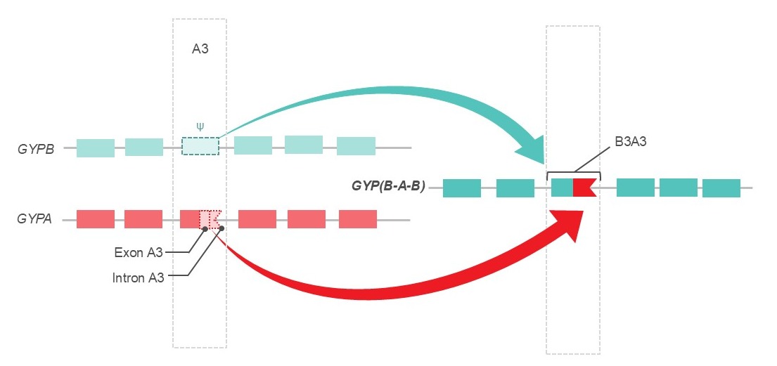 Example of a gene recombination event found in glycophorin hybrids GP.Mur, GP.Bun, GP.Hop and GP.HF.