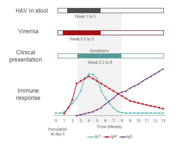 Time course for a typical case of hepatitis A illness in an immune competent adult. Acutely infected individuals may donate potentially infectious blood during the incubation period.
