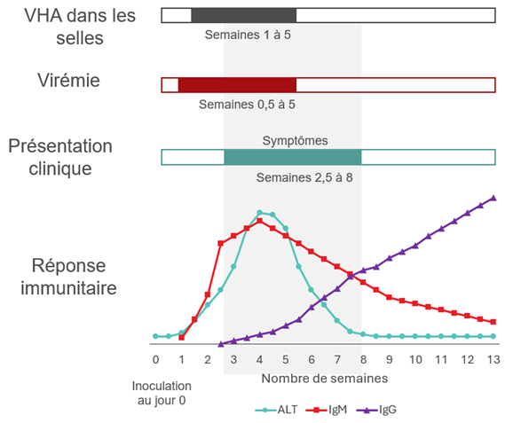 Durée d’un cas typique d’hépatite A chez un adulte immunocompétent. Les personnes atteintes d’une hépatite aiguë risquent de donner du sang potentiellement infecté pendant la période d’incubation du virus.  