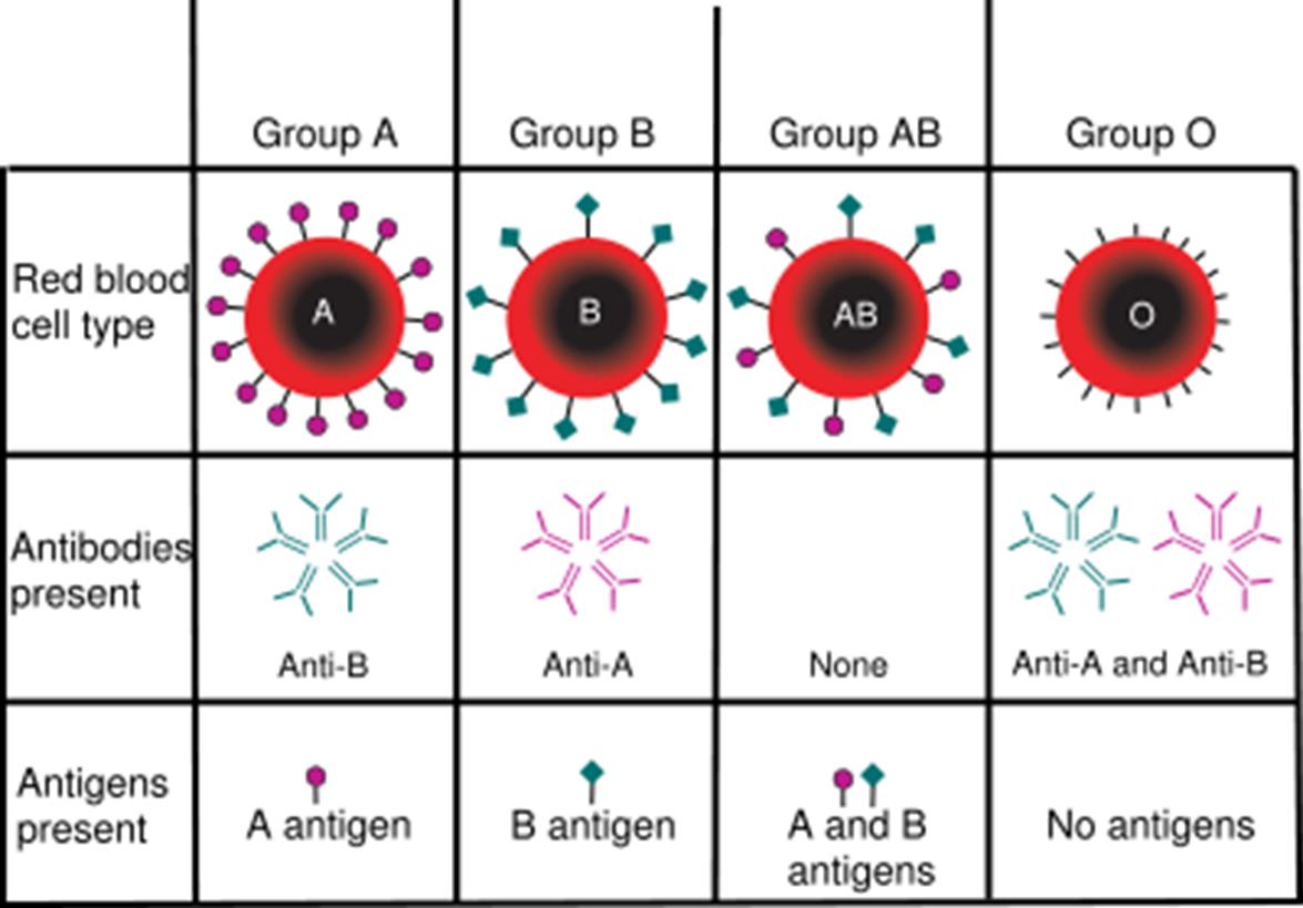 AB- Blood Type - LifeServe Blood Center