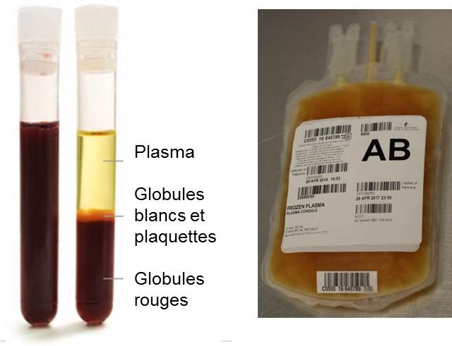Plasma sanguin : rôle, don, composition, c'est quoi ?