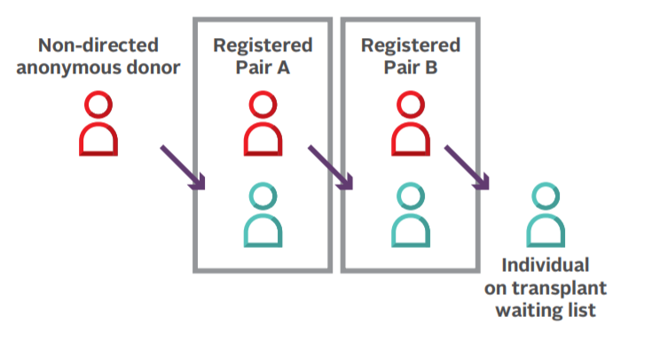 A graphic showing how a non-directed anonymous donor can donate to two registered pairs that include a donor and a candidate 